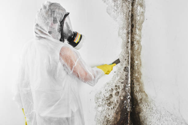 Best Residential Mold Remediation in Mounds View, MN