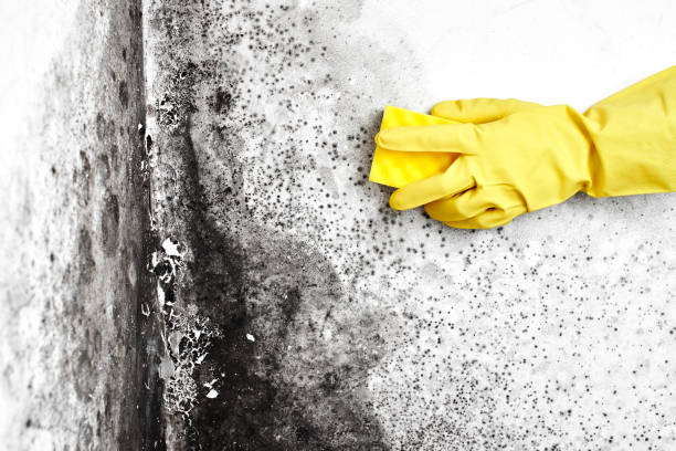 Best Post-Remediation Services in Mounds View, MN