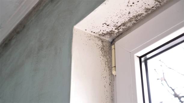Best Residential Mold Remediation in Mounds View, MN