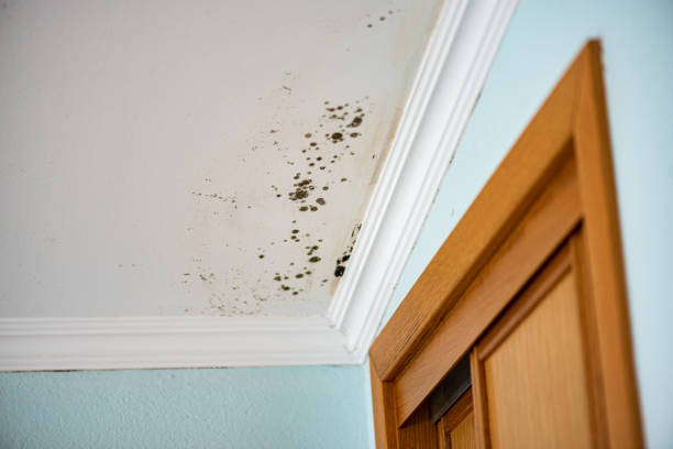 Best Basement Mold Remediation in Mounds View, MN