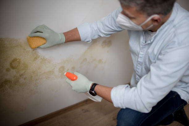 Best Kitchen Mold Remediation in Mounds View, MN
