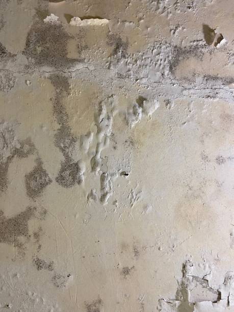 Best Mold Remediation for Specific Building Types in Mounds View, MN