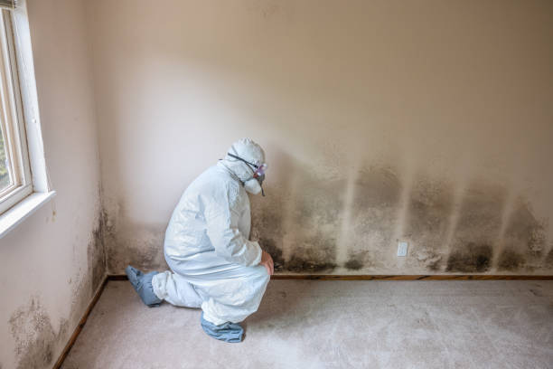 Trusted Mounds View, MN Mold Remediation Experts