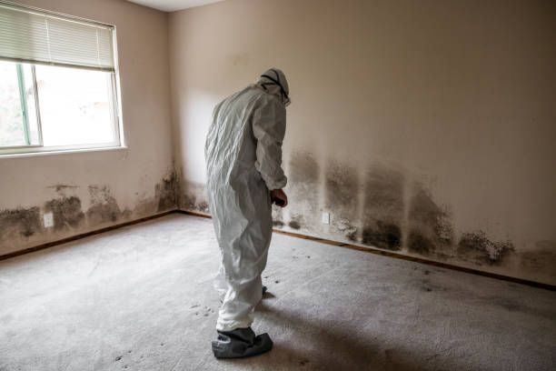 Best Preventive Mold Services in Mounds View, MN