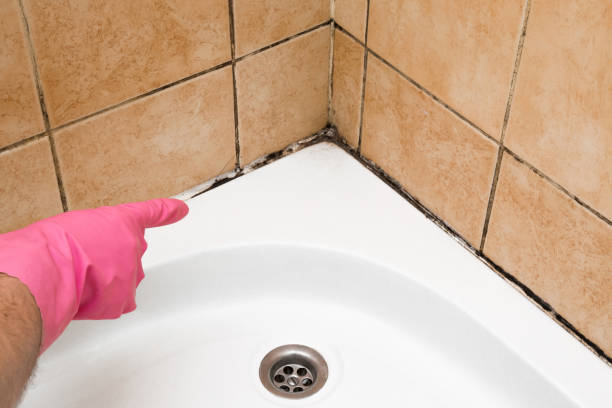 Best Kitchen Mold Remediation in Mounds View, MN