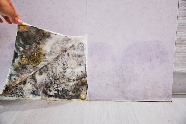 Best Commercial Mold Remediation in Mounds View, MN